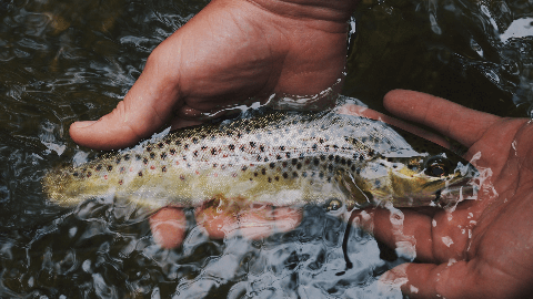 Rainbow trout fish in hand