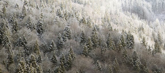 ciocan-ciprian-CxBOmv7y_aw-unsplash-1-1