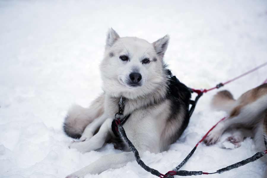 dog_sled_tours_unsplash