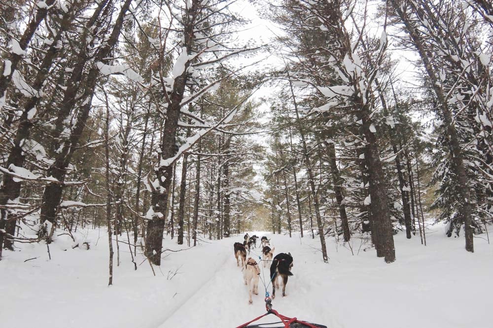 dog_sledding_through_forest