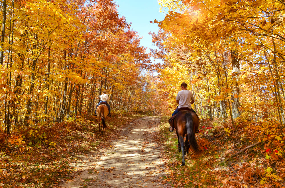 horseback through fall trees