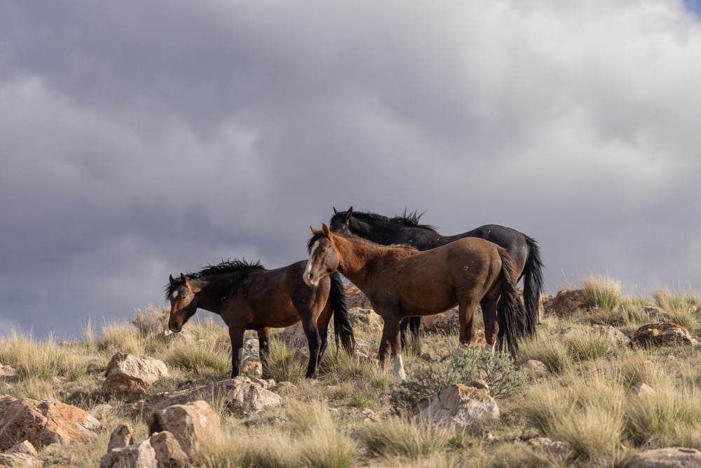 wild horses utah