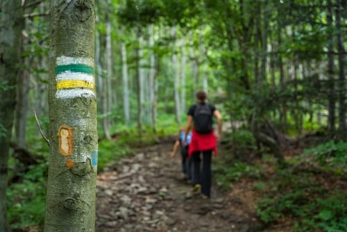 hiking trail marked on tree