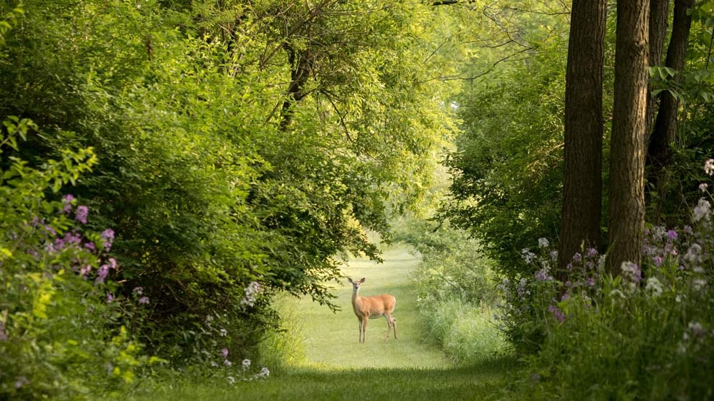 swaner_nature_preserve-deer